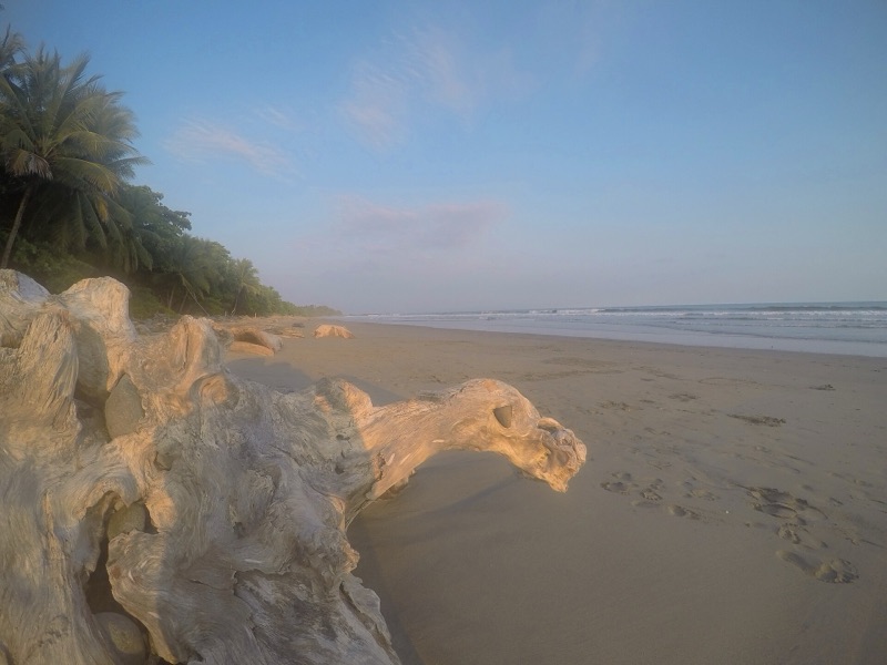 Driftwood on Playa Grande near Montezuma, Costa Rica
