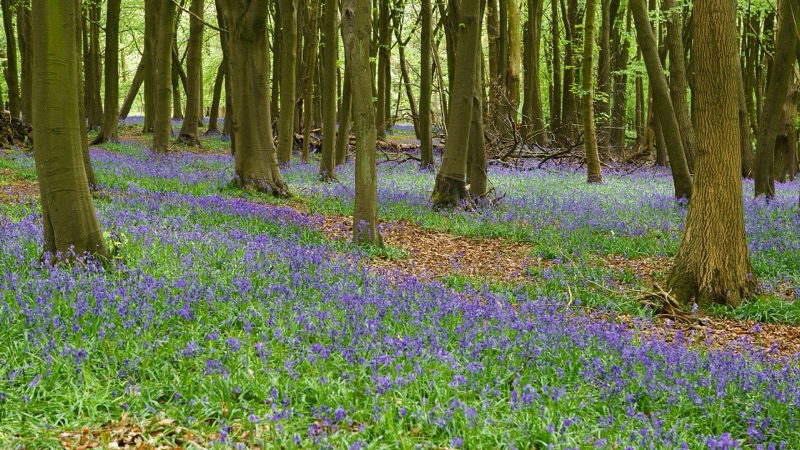Bluebells among beech trees on the Ashridge Estate near Tring, Hertfordshire