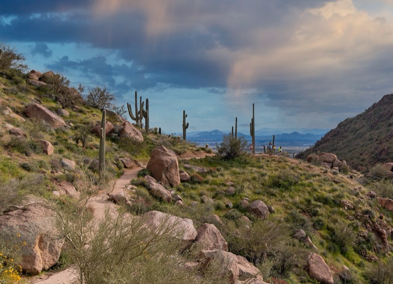 Saguaro cacti along the Pinnacle Peak trail in the Sonoran Desert, north Scottsdale, Arizona