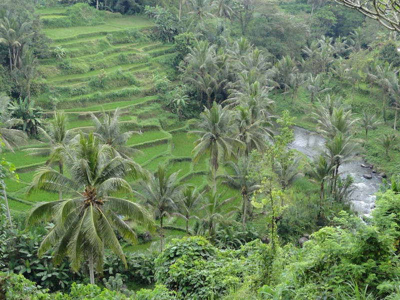 Rice terraces and palms above the Ayung River near Ubud, Bali