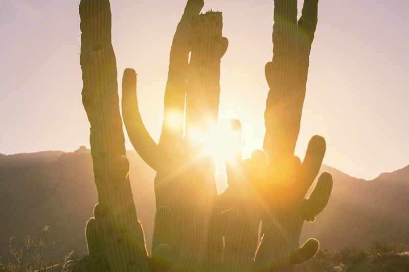 Sunset through saguaro cacti in Catalina State Park, Arizona