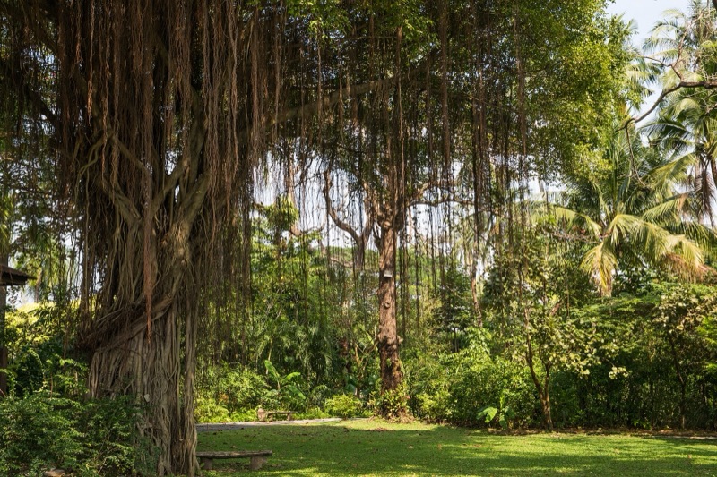 Banyan trees in the gardens of Sampran Riverside, Nakhon Pathom, Thailand