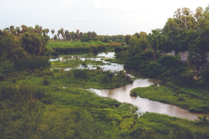 Palm-lined Estero San José estuary, San José del Cabo, Mexico