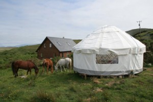 Horses grazing besides a tent